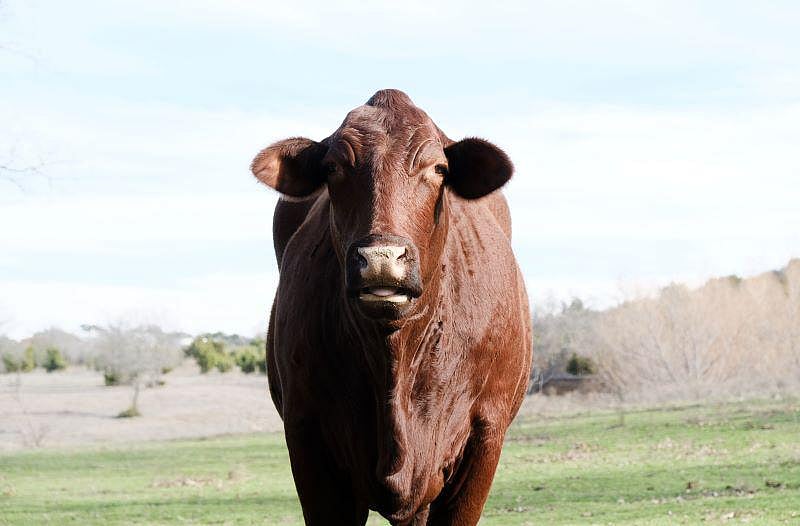 Science Has Created a Cow That Produces Insulin in Its Milk