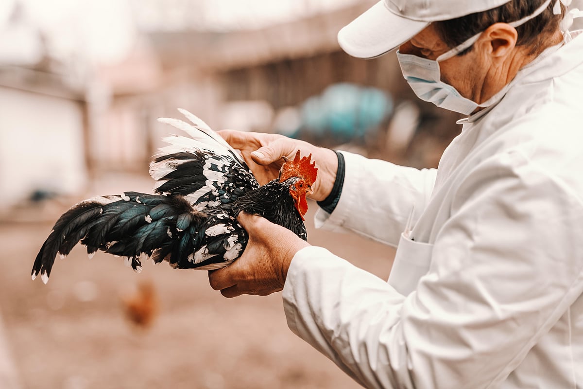Largest U.S. Egg Producer Says Bird Flu Detected in Chickens at Texas Plant
