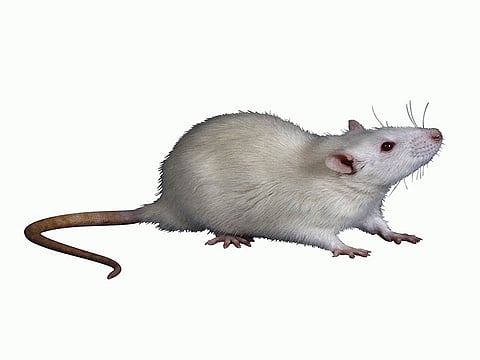 異種動物体内に作製された膵島の移植で糖尿病治療に成功 ラット体内にマウス多能性幹細胞由来膵臓を作製、東大医科研