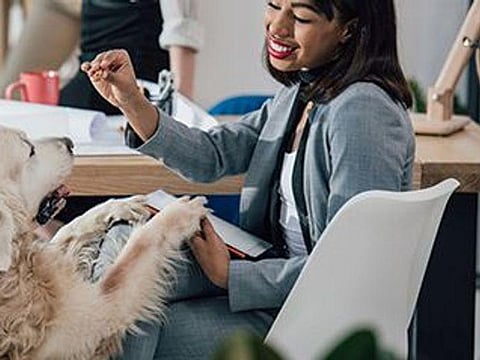 犬は人間の意図的な行動と非意図的な行動を区別できる？