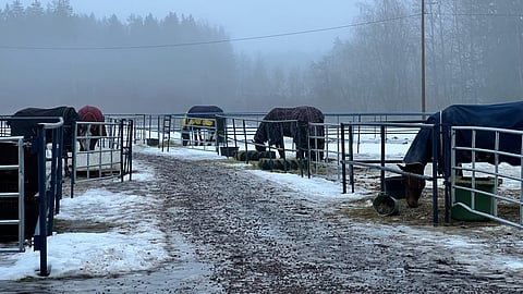 Tarhat ja niihin kohdistuvat määräykset ja vaatimukset ja niiden valvonta tulevat työllistämään uutta hevosyrittäjien yhdistystä. 