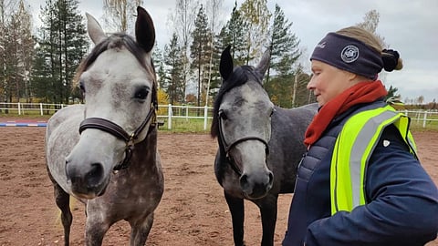 Pirkko Saalinki ruotii hevosasetustekstiä.