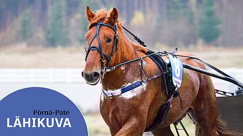 Pörnä-Pate on Petri Laineen uusi tähti.