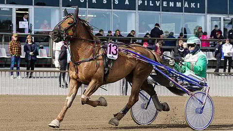 Arto Hammar ajoi valtaosan Sheikin starteista tämän vielä valmentautuessa Matti Lautamäellä.