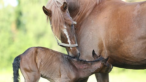 Varsa ja tamma tarvitsevat ensi vuoden alusta lähtien isomman karsinan, kuin mitä monella kasvatustallilla on tarjota.
