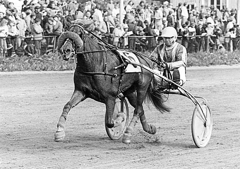 Hulinan tytär Kalina oli voitokas tamma.