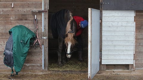 Laura Kajanto ja Ypäjä Upea kotonaan Saajan tallissa, Hämeenlinnan lähellä. 