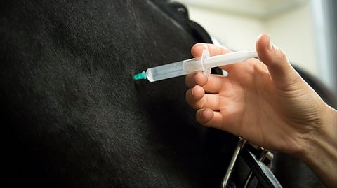 Kiellettyä lääkeainetta oli joutunut hevoseen. 