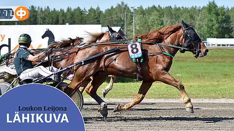 Loukon Leijona on voittanut tänä vuonna kahdesti 75-lähdön, tässä Kaustisella heinäkuussa Hannu Torvisen ohjastamana. Taija Metsälän suojatti starttaa seuraavaksi 
tapaninpäivänä Seinäjoella.
