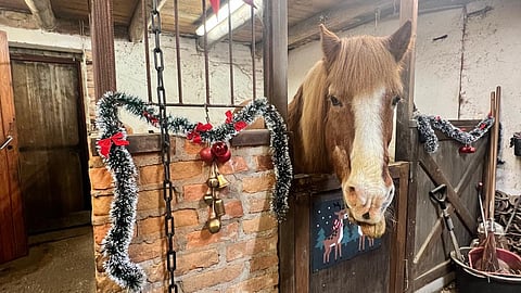 Jouluna vanhakin nuortuu, mutta vuoden vaihteessa Papu kääntyy 36-vuotiaaksi. 