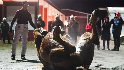 Hiki kutittaa kylkiä, joten Jampalla on tapana heittäytyä piehtaroimaan heti, kun valjaat on riisuttu. Jamppa-fanit ikuistavat kieriskelynäytöksen kännykkäkameroillaan. 