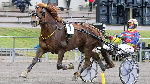 Meren Maininki on tiedetty aina kyvykkääksi suomenhevostammaksi.