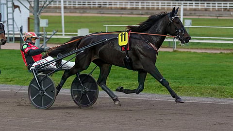 Sahara Victorious, Tapio Perttunen