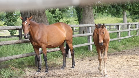 Balginette ja sen keskiviikon huutokaupassa myytävänä oleva varsa Powerball kotonaan Tourgevillessä. 