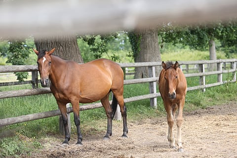 Balginette ja sen keskiviikon huutokaupassa myytävänä oleva varsa Powerball kotonaan Tourgevillessä. 