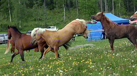 Hippoksen selvitys Vidgrénin raportin päivitystarpeesta valmistui.