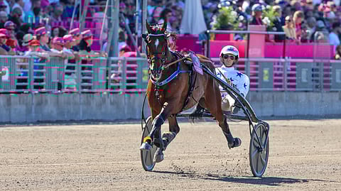 Go On Boy ravihevonen