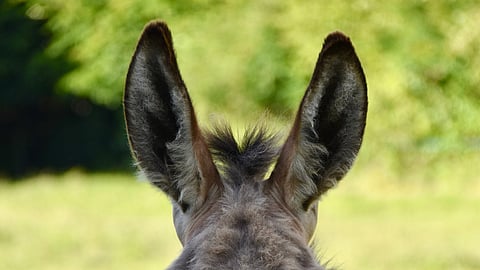 Aasit aiheuttivat muutostarpeen uuteen hevosasetukseen. 
