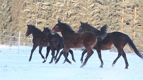 Taudit kartalle tiedotuskuva 