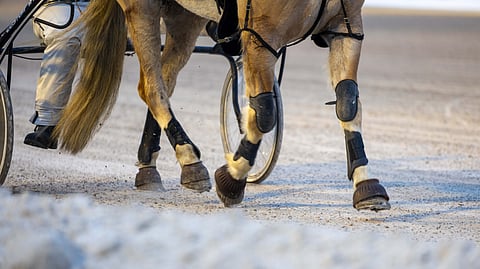 Kiristynyt pakkanen tuo jälleen omat haasteensa ravien ajamiselle.
