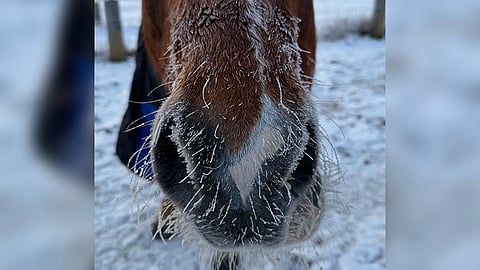 Kuuraparta Kivimetsän tähti