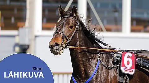 Lauantaina 20 000 euron ensipalkinnosta ajettavaan Winter Bonus -finaaliin kuutosnumerolla lähtevän Elenin valttikortti on sen rauhallisuus.