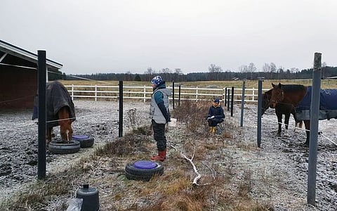 Tutkimuksessa kehitetty käänteisoppimistesti voidaan toteuttaa yhden päivän aikana hevosen omassa tarhassa. 