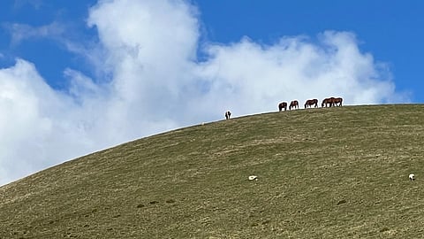 Ranskassa pohdittiin, saako hevosia vuonna 2040 Euroopassa vielä käyttää johonkin, vai onko ne kenties laskettu kaikki vapaiksi. Hevosalan tulevaisuus liittyy kahteen pääkohtaan: ilmastonmuutokseen ja kansalaisten suhtautumiseen. 