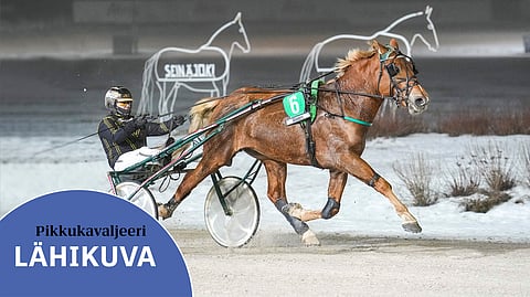 Ville Koivisto pääsi kokeilemaan Pikkukavaljeerin ohjia muutaman kerran. Hannu Hietanen on valmentanut hevosta syksystä saakka.