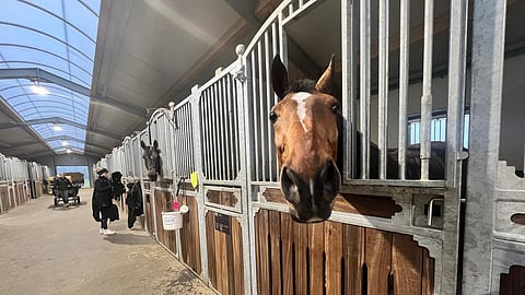 Jay Jay van de Mottelhoevella on Anna-Julia Kontion sydämessä aivan oma paikkansa. 