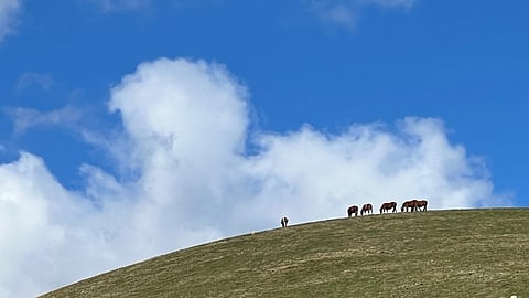 Ranskassa pohdittiin, saako hevosia vuonna 2040 Euroopassa vielä käyttää johonkin, vai onko ne kenties laskettu kaikki vapaiksi. Hevosalan tulevaisuus liittyy kahteen pääkohtaan: ilmastonmuutokseen ja kansalaisten suhtautumiseen. 
