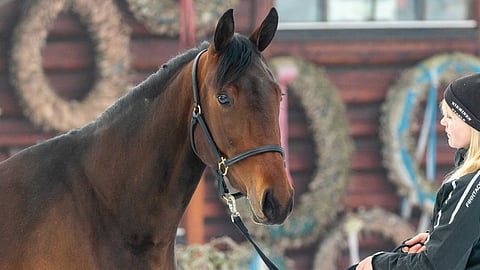 Miss Fearless valmentautui varsavuotensa Markku Niemisellä. Kuvassa sitä 3-vuotiaana esittelee Johanna Kyläkoski.
