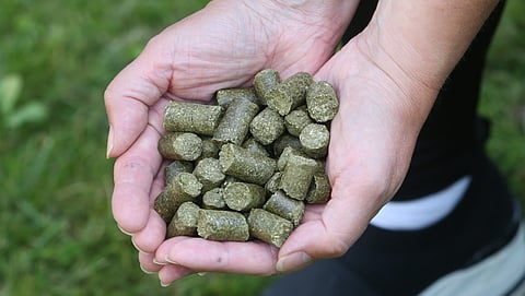 Kuinka paljon mitäkin? Ruokinnan suunnittelu paperilla on aina laskennallista – ja laskeminen vaatii faktaa. 