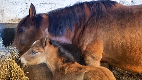 Noita-Akka ja muutaman tunnin ikäinen tammavarsa.