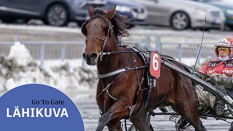 Go To Gate kulkee nyt mallikkaasti. Kilpailuissa sitä on ohjastanut viisi eri ohjastajaa.