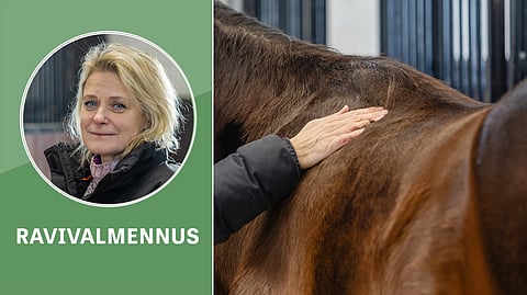 Hevosen lihashuolto on muutakin kuin hierontaa, Sanna Ihasalo muistuttaa