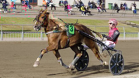 Sarikan on edelleen ikäluokkansa selvästi eniten tienannut tamma, vaikka ei ole kilpaillut kahteen vuoteen.