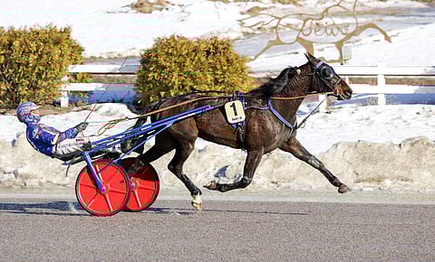 Royal Luca on tehnyt loistavan talvikauden.