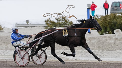 Show Must Go On on menestyi kaudella 2024 mainiosti. Kuvassa ruuna viilettää divisionafinaalivoittoon Jorma Kontion ohjastamana.