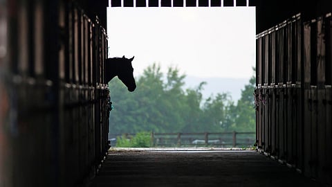 Kuvan talli ei liity tapaukseen.