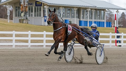Damon Hill Treb, Henna Halme