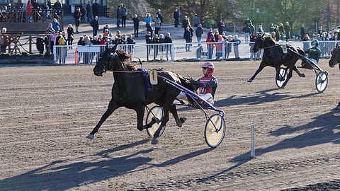 Bishop Vanity oli 4-vuotiaana ylivoimainen Uudenmaan Upein -finaalissa Santtu Raitalan ohjastamana.