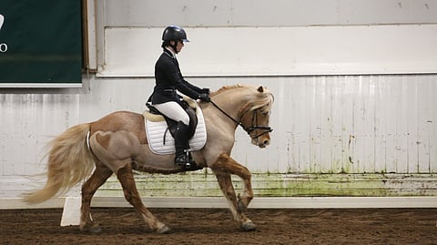Millin Bölyinen asettuu oripäiväraadin arvosteltavaksi keskiviikosta lähtien. 
