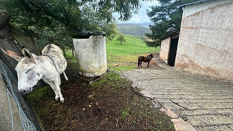 Hevosasetuksen lausunnot on nyt käyty läpi. Niistä löytyy dramaattisiakin kannanottoja. 