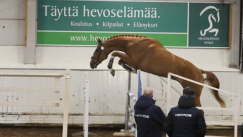 Helasoiden iso punainen oldenburgi innostui estekujasta ja paransi loppua kohti. Kapasiteettia ja ulottuvutta riittää. 