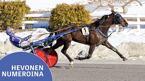 Olli Koivunen on ajanut suurimman osan Royal Lucan starteista.