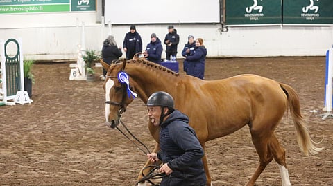 Kimmo Helasuo pisti jalkaa toisen eteen kunniakierroksella Camahas He'Lasin kanssa. 