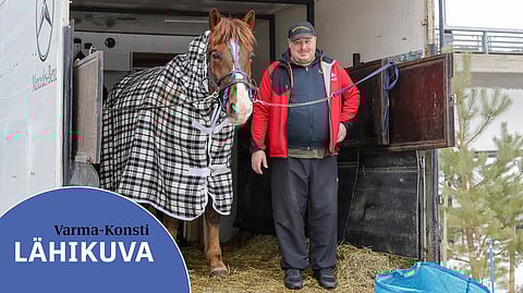 Varma-Konsti on ehtinyt isänisäksi ennen ruunausta. Sen poika Varma-Palo on nyt 6-vuotias, ja sen esikoinen Varma-Virta puolestaan 3-vuotias. ”Olemme todenneet olevamme suomenhevosihmisiä henkeen ja vereen. Lämminveriset ovat meille vähän kuin väärää rahaa”, Pasi Peltonen naurahtaa.