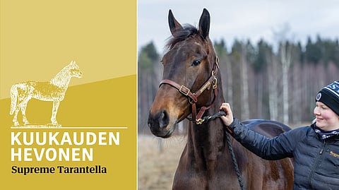 Supreme Tarantella hevonen ja hoitaja Heli Haapasalo.