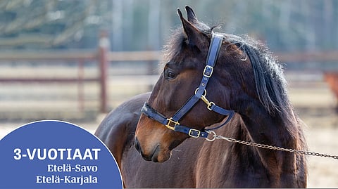 3-vuotias Edward Evo valmentautuu Seppo Suurosella.